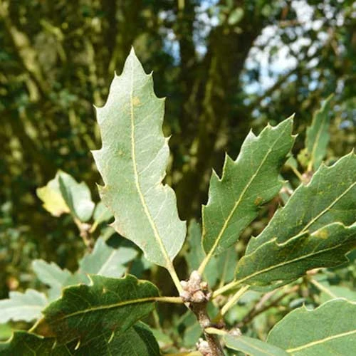 Quercus X Kewensis 3 Quercus X Kewensis - Image 3