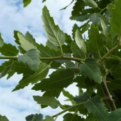 Quercus X Kewensis 11 Quercus X Kewensis -Future Forests Quercus x kewensis 04