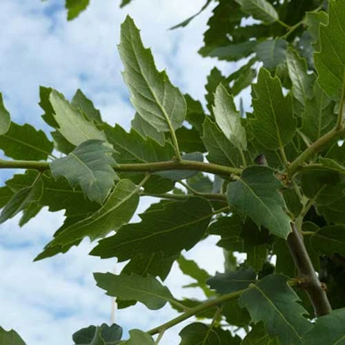 Quercus X Kewensis 6 Quercus X Kewensis - Image 6