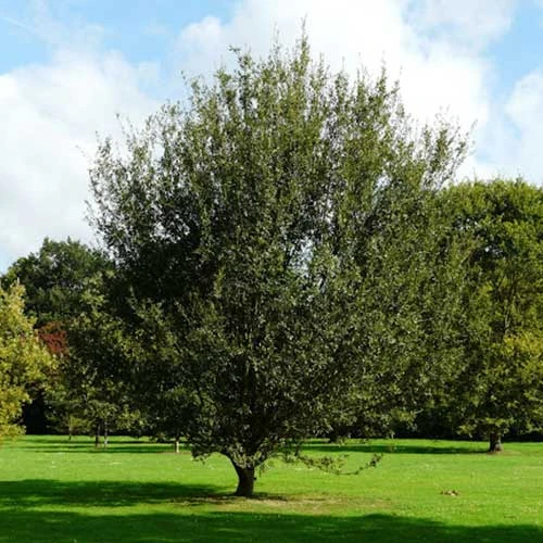 Quercus X Kewensis 2 Quercus X Kewensis - Image 2