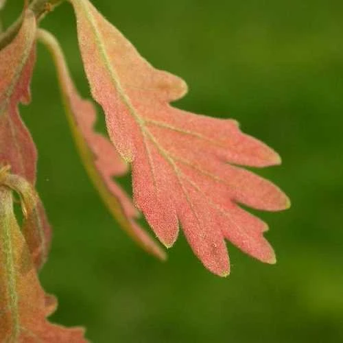 Quercus Alba - White Oak 1 Quercus Alba - White Oak