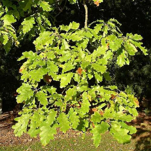 Quercus Alba - White Oak 2 Quercus Alba - White Oak - Image 2