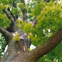 Quercus Frainetto - Hungarian Oak -Future Forests Quercus frainetto 03