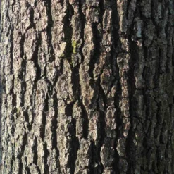 Quercus Frainetto - Hungarian Oak -Future Forests Quercus frainetto 05