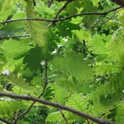 Quercus Frainetto - Hungarian Oak -Future Forests Quercus frainetto 06
