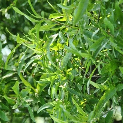 Quercus Phellos Hightower - Willow Oak 1 Quercus Phellos Hightower - Willow Oak