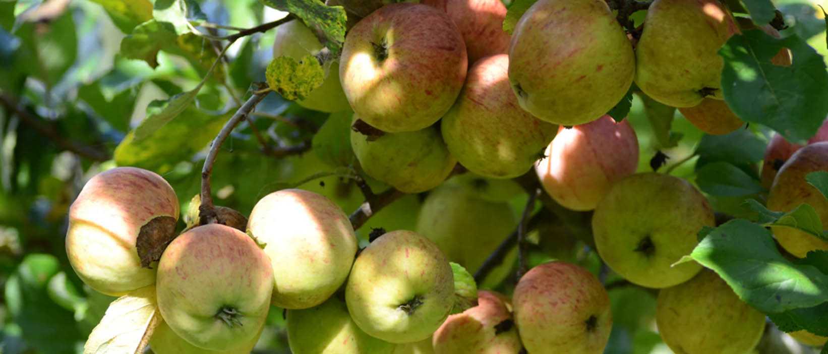 Future Forests -Future Forests RTYRY