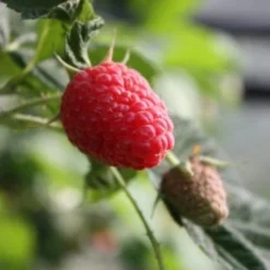 Raspberry Twotimer Sugana Red - Summer & Autumn Fruiting -Future Forests RaspberryTwotimerSugana2