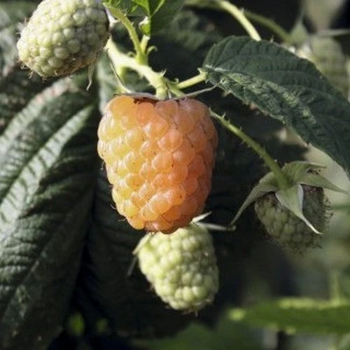 Raspberry Twotimer Sugana Yellow - Summer & Autumn Fruiting 1 Raspberry Twotimer Sugana Yellow - Summer & Autumn Fruiting