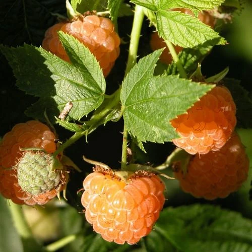 Raspberry All Gold (Fall Gold) - Autumn Fruiting 2 Raspberry All Gold (Fall Gold) - Autumn Fruiting - Image 2