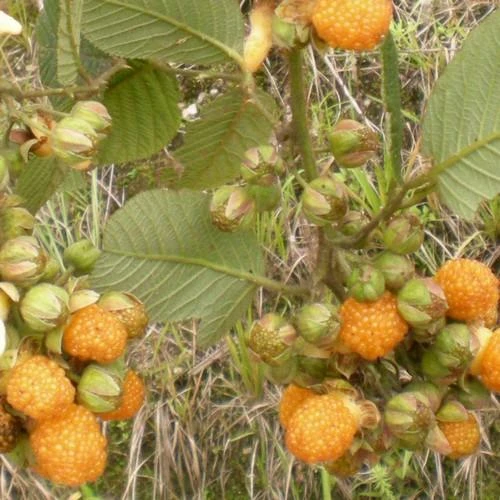 Raspberry All Gold (Fall Gold) - Autumn Fruiting 3 Raspberry All Gold (Fall Gold) - Autumn Fruiting - Image 3