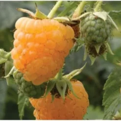 Raspberry All Gold (Fall Gold) - Autumn Fruiting