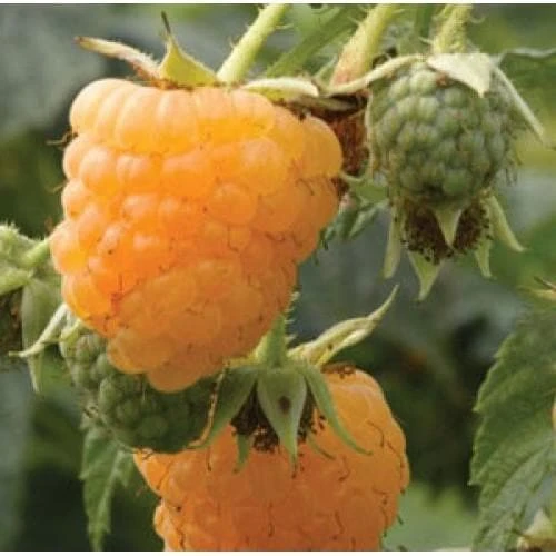 Raspberry All Gold (Fall Gold) - Autumn Fruiting 1 Raspberry All Gold (Fall Gold) - Autumn Fruiting