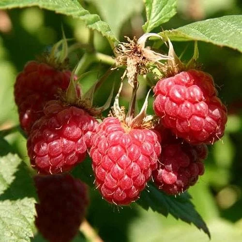 Raspberry Malling Jewel - Summer Fruiting 2 Raspberry Malling Jewel - Summer Fruiting - Image 2