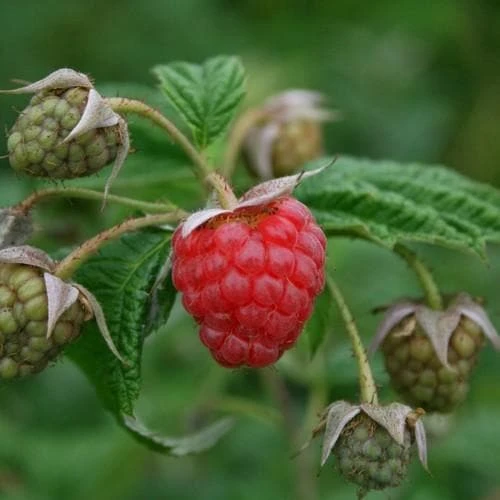 Raspberry Malling Jewel - Summer Fruiting 1 Raspberry Malling Jewel - Summer Fruiting