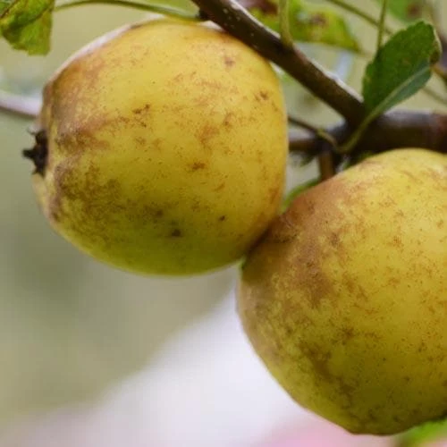 Apple Rawley's Seedling 1 Apple Rawley's Seedling