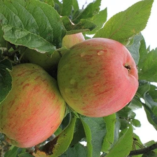 Apple Reid’s Seedling 1 Apple Reid’s Seedling