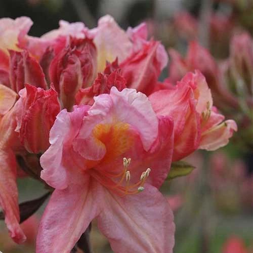 Azalea Mollis Berry Rose 1 Azalea Mollis Berry Rose