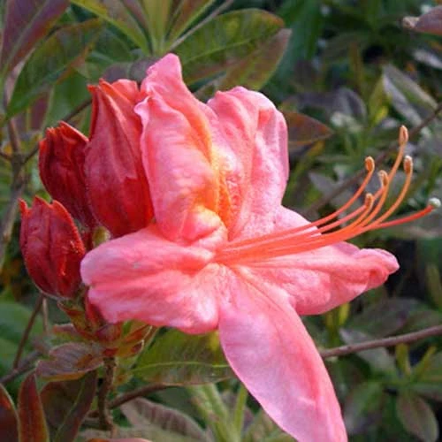 Azalea Mollis Berry Rose 2 Azalea Mollis Berry Rose - Image 2