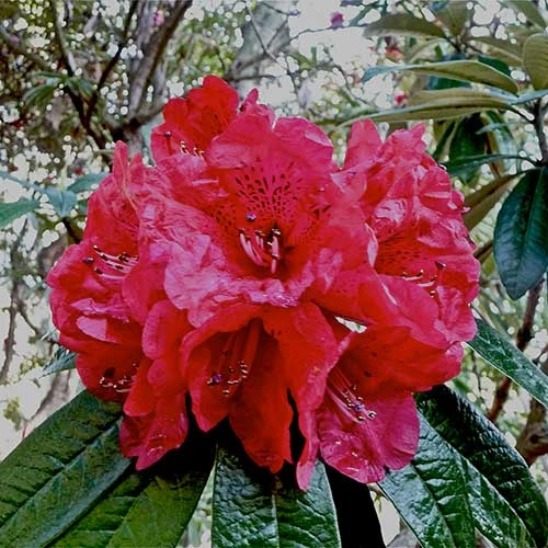 Rhododendron Arboreum 2 Rhododendron Arboreum - Image 2