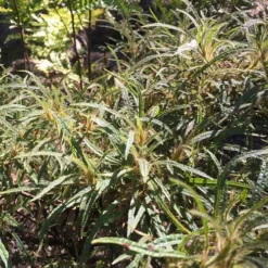 Rhododendron Stenopetalum Linearifolium 8 Rhododendron Stenopetalum Linearifolium -Future Forests Rhododendron stenopetalum Linearifolium 01