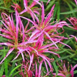 Rhododendron Stenopetalum Linearifolium 11 Rhododendron Stenopetalum Linearifolium -Future Forests Rhododendron stenopetalum Linearifolium 06