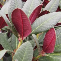 Rhododendron Wine And Roses