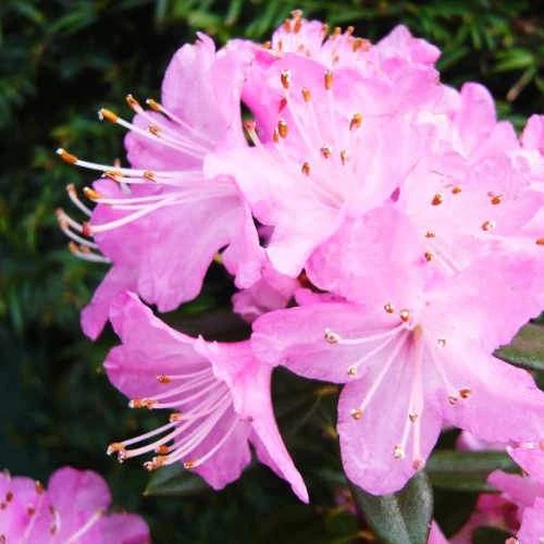 Rhododendron Pintail 3 Rhododendron Pintail - Image 3