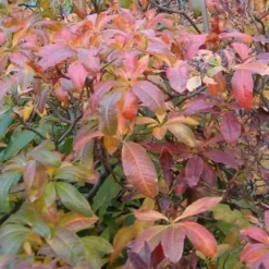 Azalea (Rhododendron) Luteum 5 Azalea (Rhododendron) Luteum -Future Forests Rhododendron luteum 02