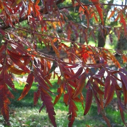 Rhus Glabra Laciniata 3 Rhus Glabra Laciniata - Image 3