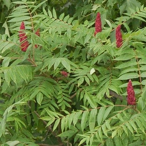 Rhus Glabra Laciniata 4 Rhus Glabra Laciniata - Image 4
