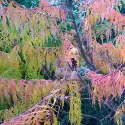 Rhus Glabra Laciniata 13 Rhus Glabra Laciniata -Future Forests Rhus glabra Laciniata 05
