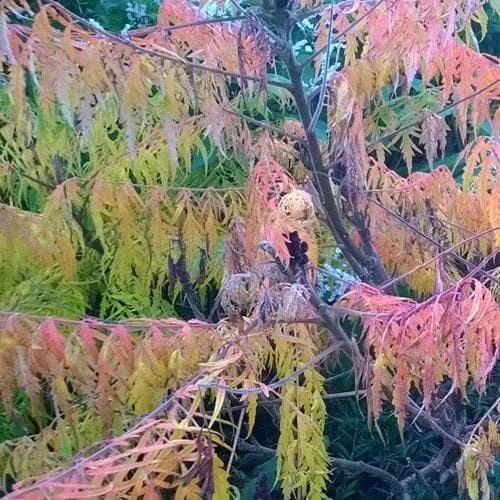 Rhus Glabra Laciniata 6 Rhus Glabra Laciniata - Image 6