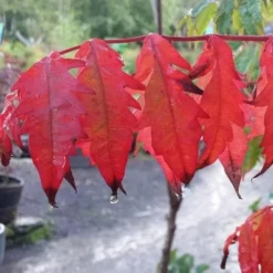 Rhus Typhina -Future Forests Rhus typhina 1