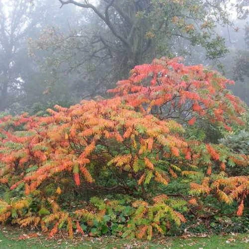 Rhus Typhina Dissecta (Laciniata) 3 Rhus Typhina Dissecta (Laciniata) - Image 3