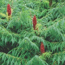 Rhus Typhina Dissecta (Laciniata) 11 Rhus Typhina Dissecta (Laciniata) -Future Forests Rhus typhina Dissecta02