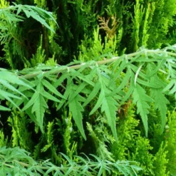 Rhus Typhina Dissecta (Laciniata) 12 Rhus Typhina Dissecta (Laciniata) -Future Forests Rhus typhina Dissecta03