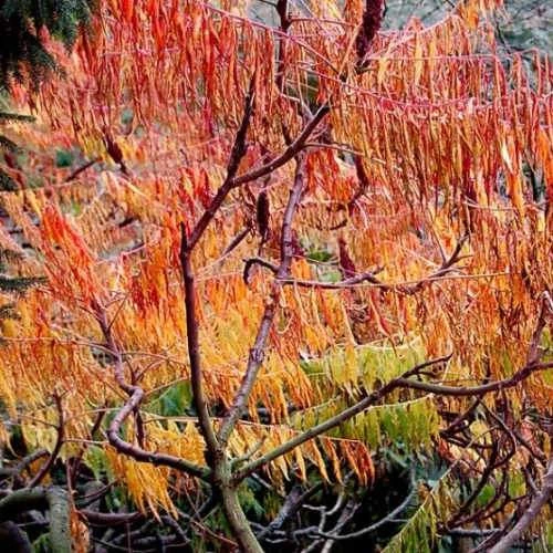 Rhus Typhina Dissecta (Laciniata) 6 Rhus Typhina Dissecta (Laciniata) - Image 6