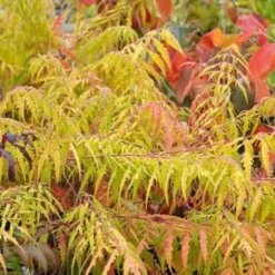 Rhus Typhina Dissecta (Laciniata) 14 Rhus Typhina Dissecta (Laciniata) -Future Forests Rhus typhina Dissecta06