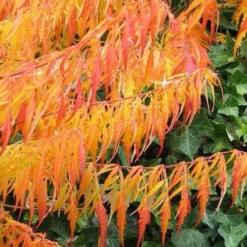 Rhus Typhina Dissecta (Laciniata) 15 Rhus Typhina Dissecta (Laciniata) -Future Forests Rhus typhina Dissecta07