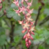 Ribes X Gordonianum