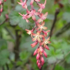 Ribes X Gordonianum