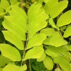 Robinia Pseudoacacia Frisia - Golden Robinia 11 Robinia Pseudoacacia Frisia - Golden Robinia -Future Forests Robinia pseudoacacia Frisia db783d65 65a8 40f8 9785 c699a8e84b3d