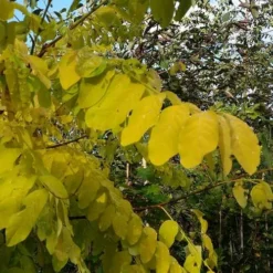 Robinia Pseudoacacia Frisia - Golden Robinia 8 Robinia Pseudoacacia Frisia - Golden Robinia -Future Forests Robinia pseuoaccaia frisia