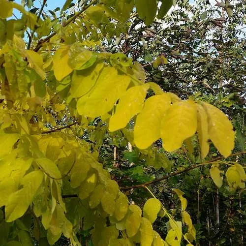 Robinia Pseudoacacia Frisia - Golden Robinia 3 Robinia Pseudoacacia Frisia - Golden Robinia - Image 3