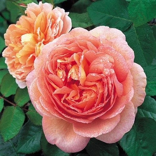 Rosa Auscot (Abraham Darby) - David Austin Rose 1 Rosa Auscot (Abraham Darby) - David Austin Rose