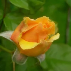 Rosa Amber Queen - Floribunda Shrub Rose -Future Forests Rosa Amber Queen 3