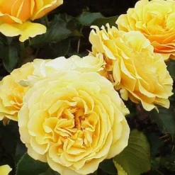 Rosa Amber Queen - Floribunda Shrub Rose -Future Forests Rosa Amber Queen 4