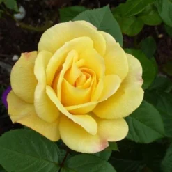 Rosa Arthur Bell - Floribunda Climbing Rose