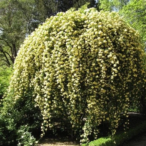 Rosa Banksiae Lutea - Rambling Rose 1 Rosa Banksiae Lutea - Rambling Rose